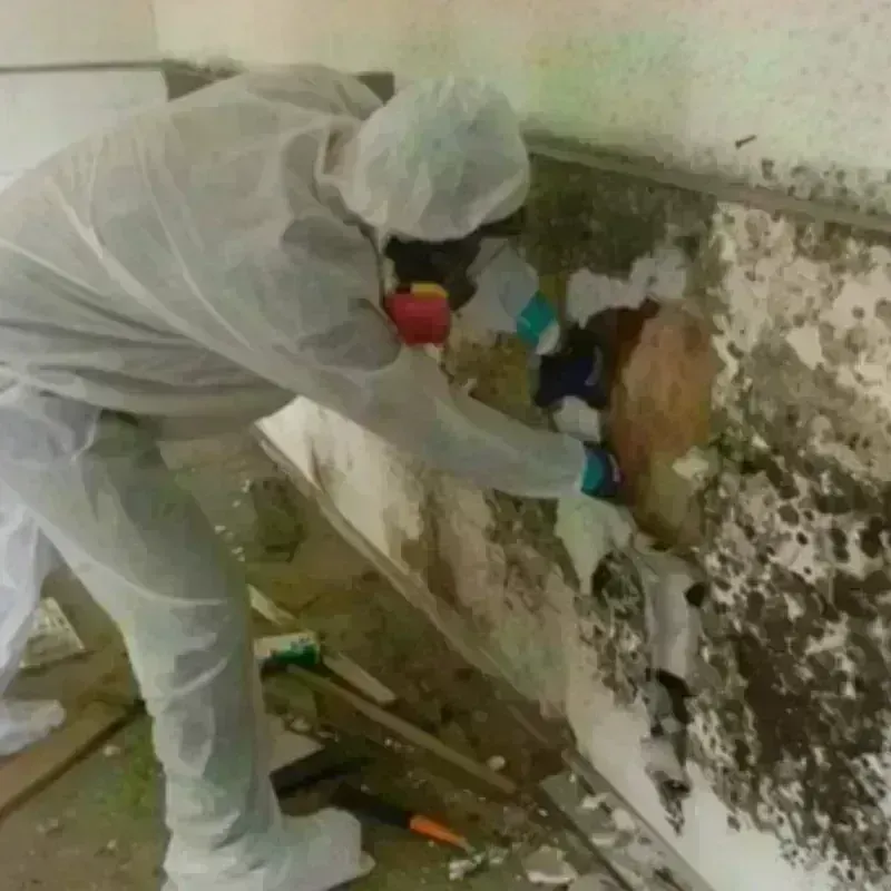 Mold Remediation and Removal in North East, PA